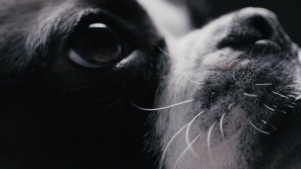 Extreme close up of a dog featured in Seer Education's Unleashed startup