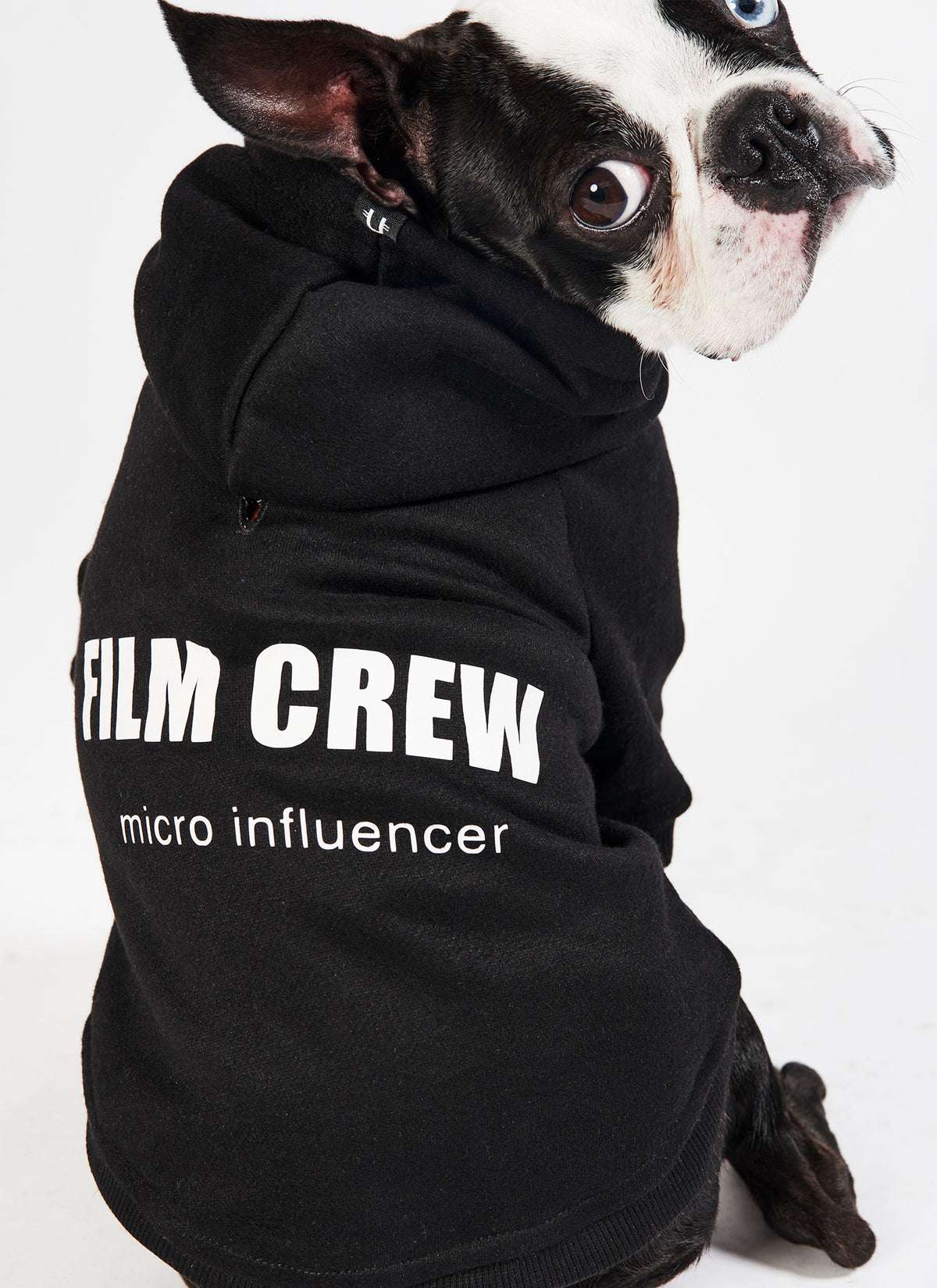 Cute Hooded Sweatshirt for dogs from Melbourne video production company, Enamoured Iris